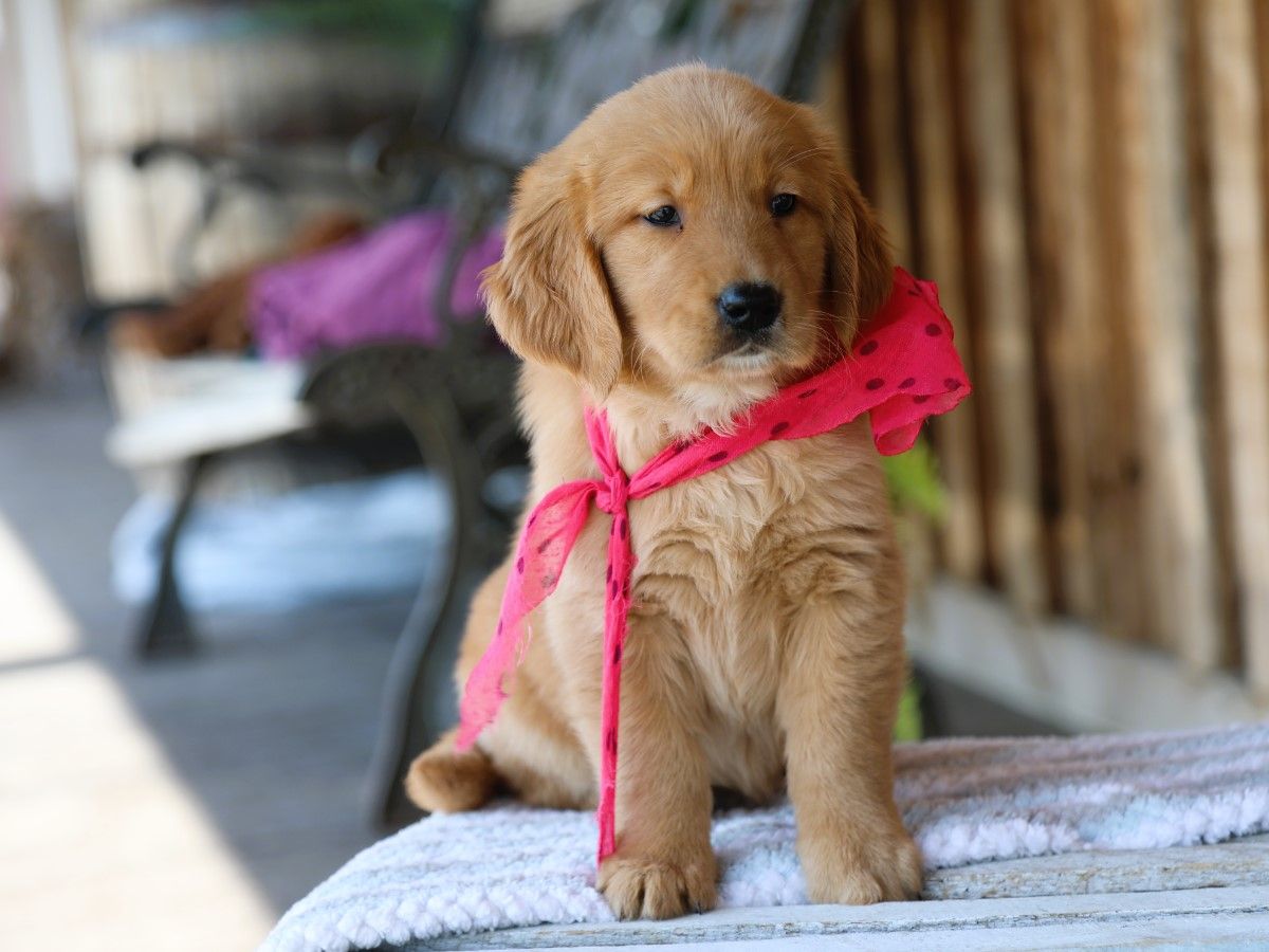 Sugar • Click to meet