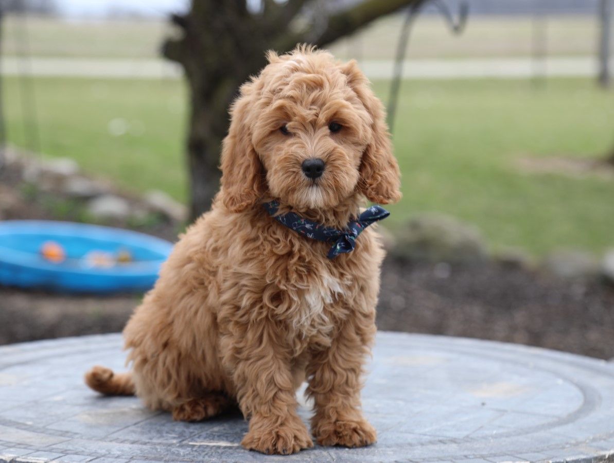  Dudley - click to meet