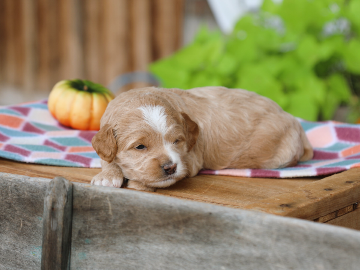 Nutmeg • click to meet
