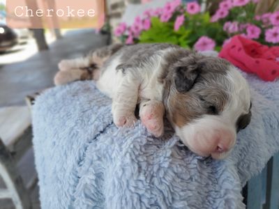 CHEROKEE • RESERVED 