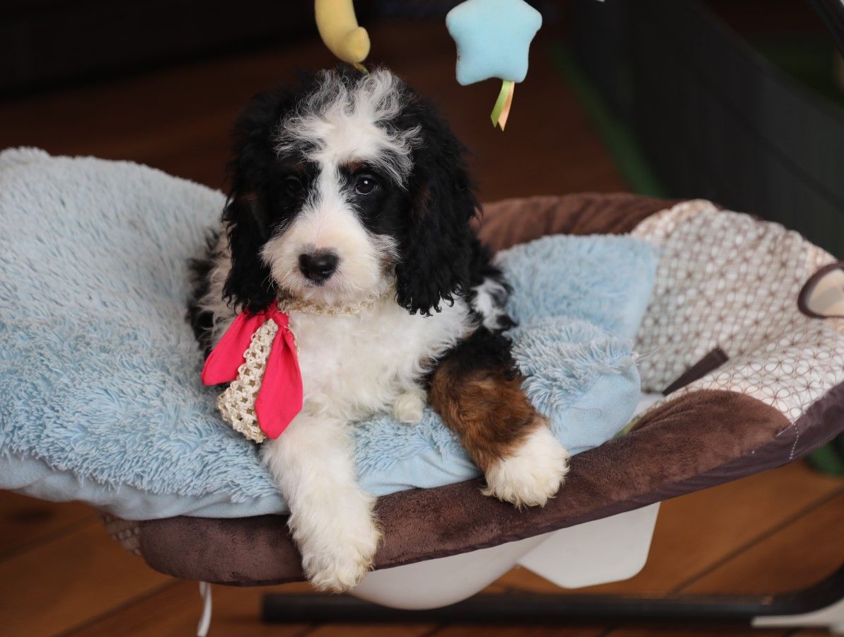 Lily (4).JPG