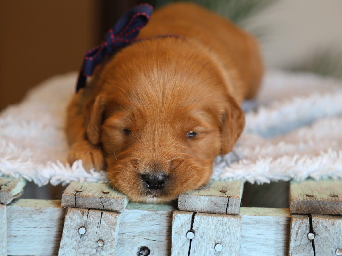 Carter • click to meet