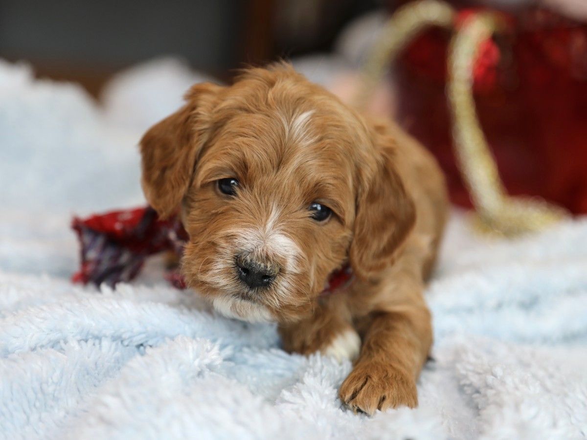 Coby (4).JPG