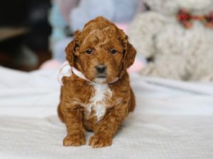 Henrietta • click to meet