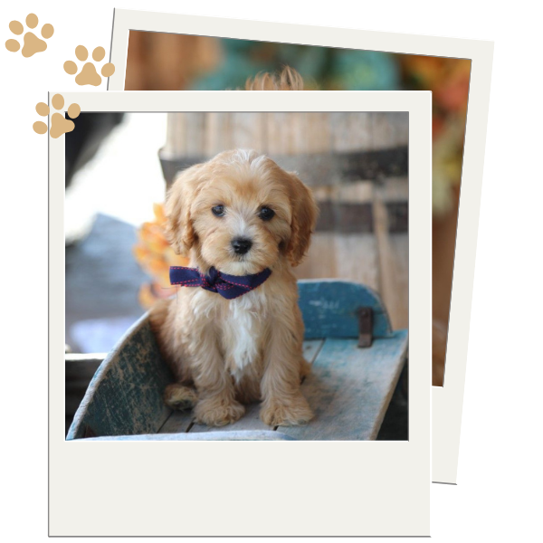 Cavapoo Puppies - Image 2.png