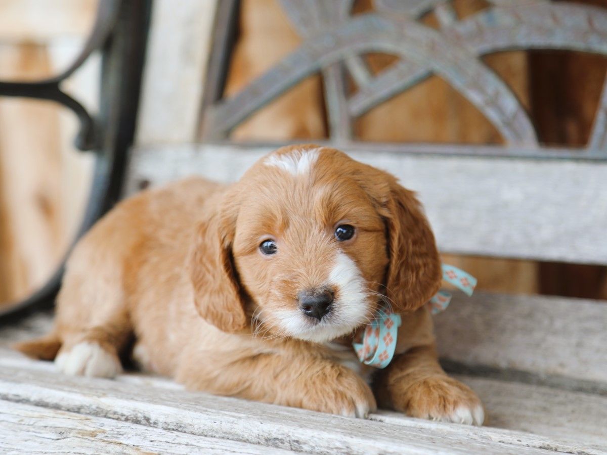 Teddy (2).JPG