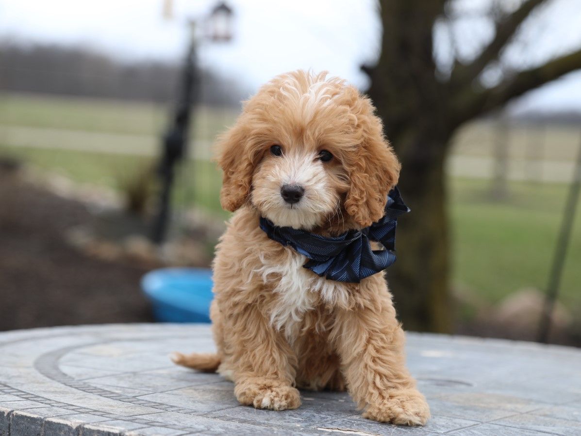  Logan - click to meet