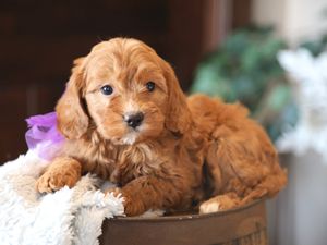 Arizona • click to meet