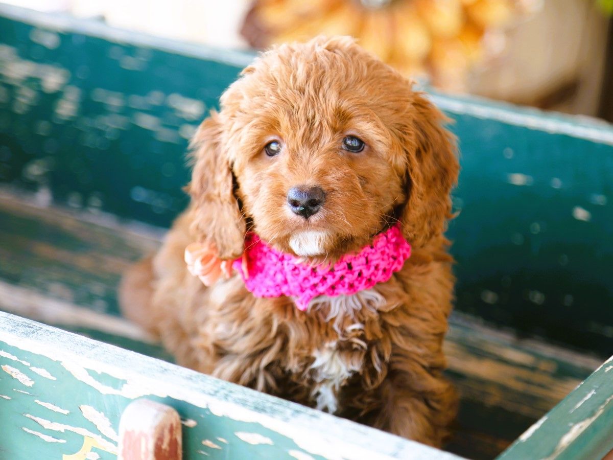 ivy (3).JPG