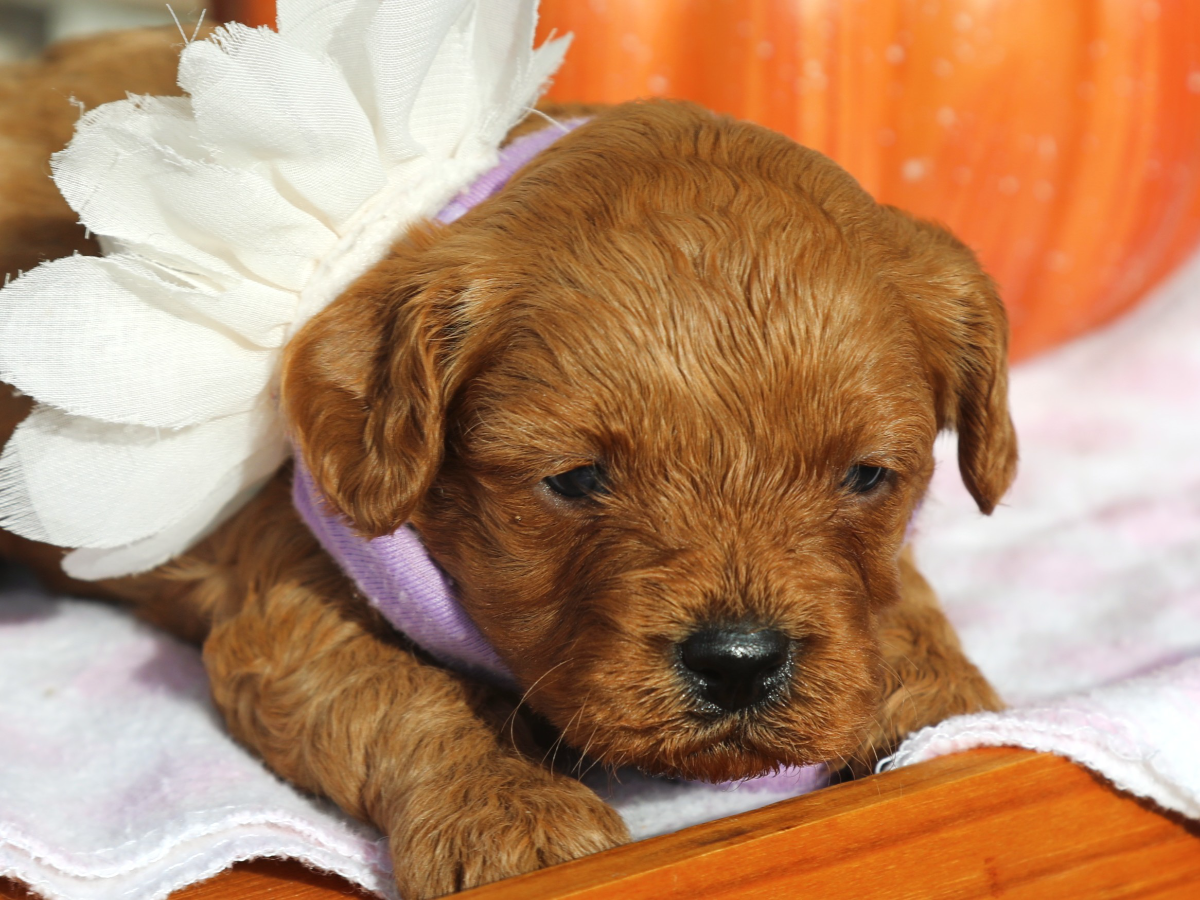 Isela • Click to meet
