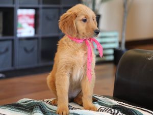  Zuri - Click to meet