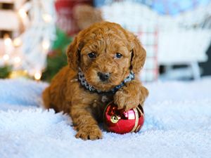  Ernie • click to meet