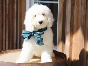 CASPER • RESERVED