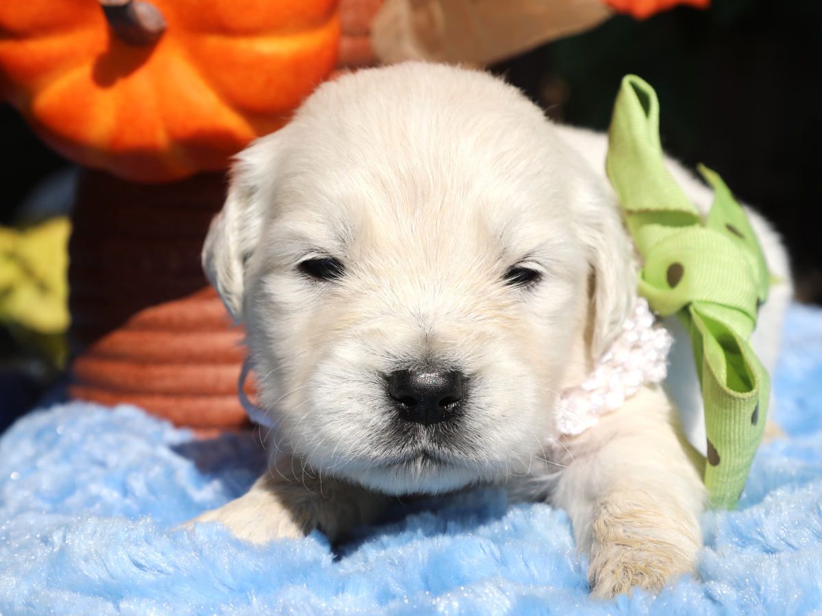Butters (4).png