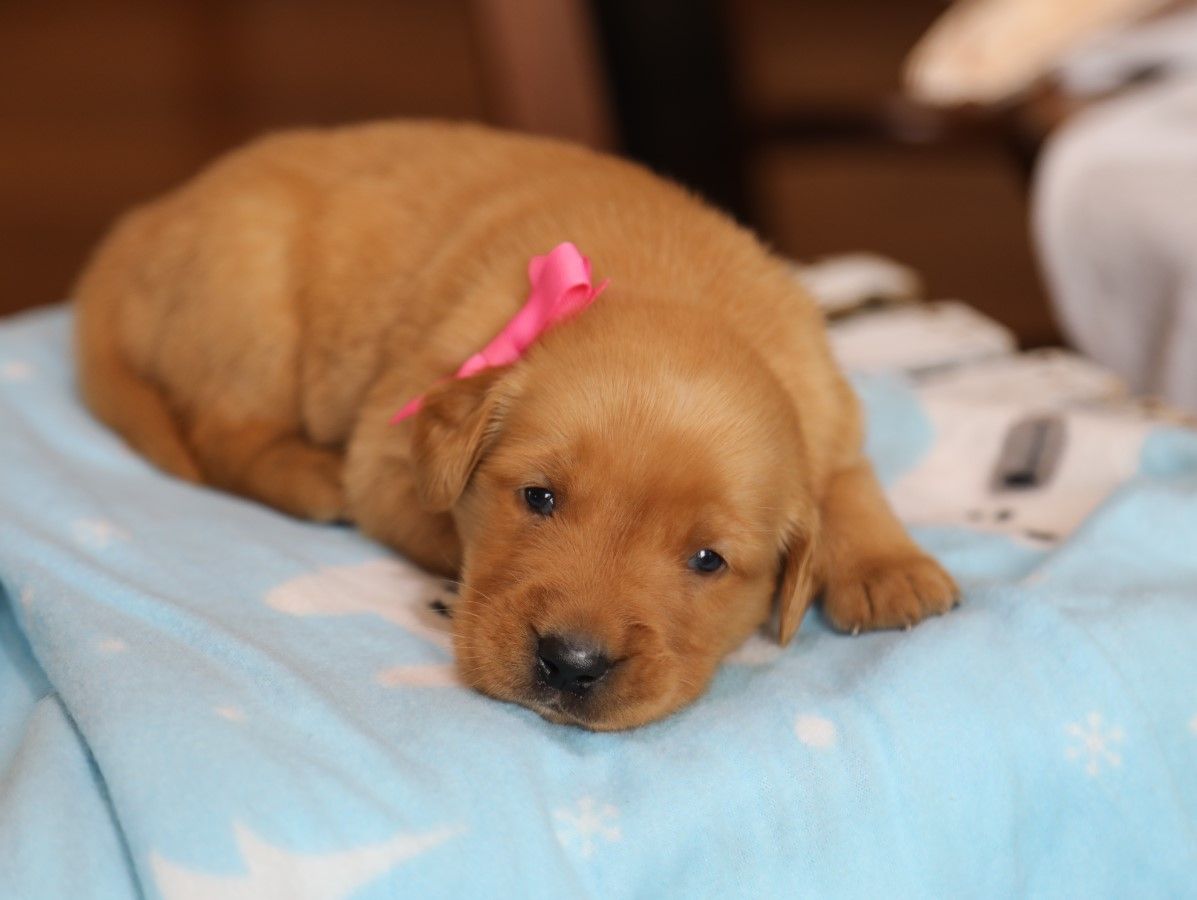 Laney • Click to meet