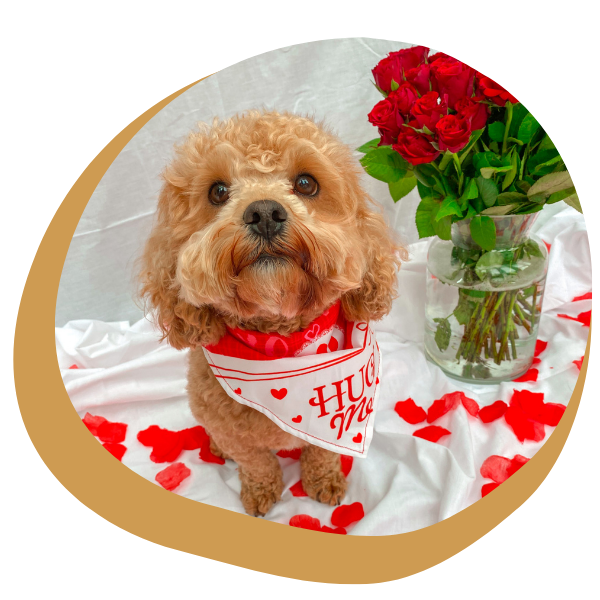 cavapoo with valentine's bandana on