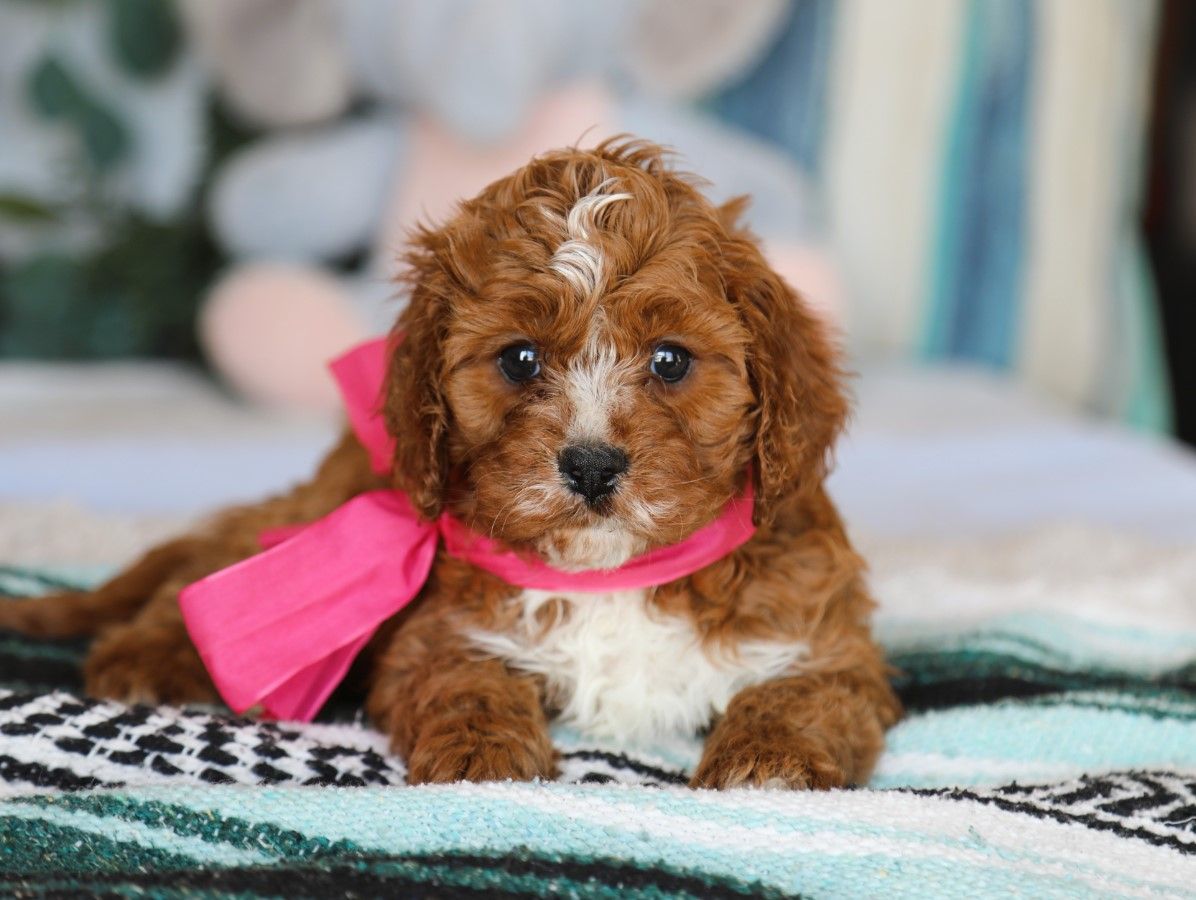 Zoey (4).JPG
