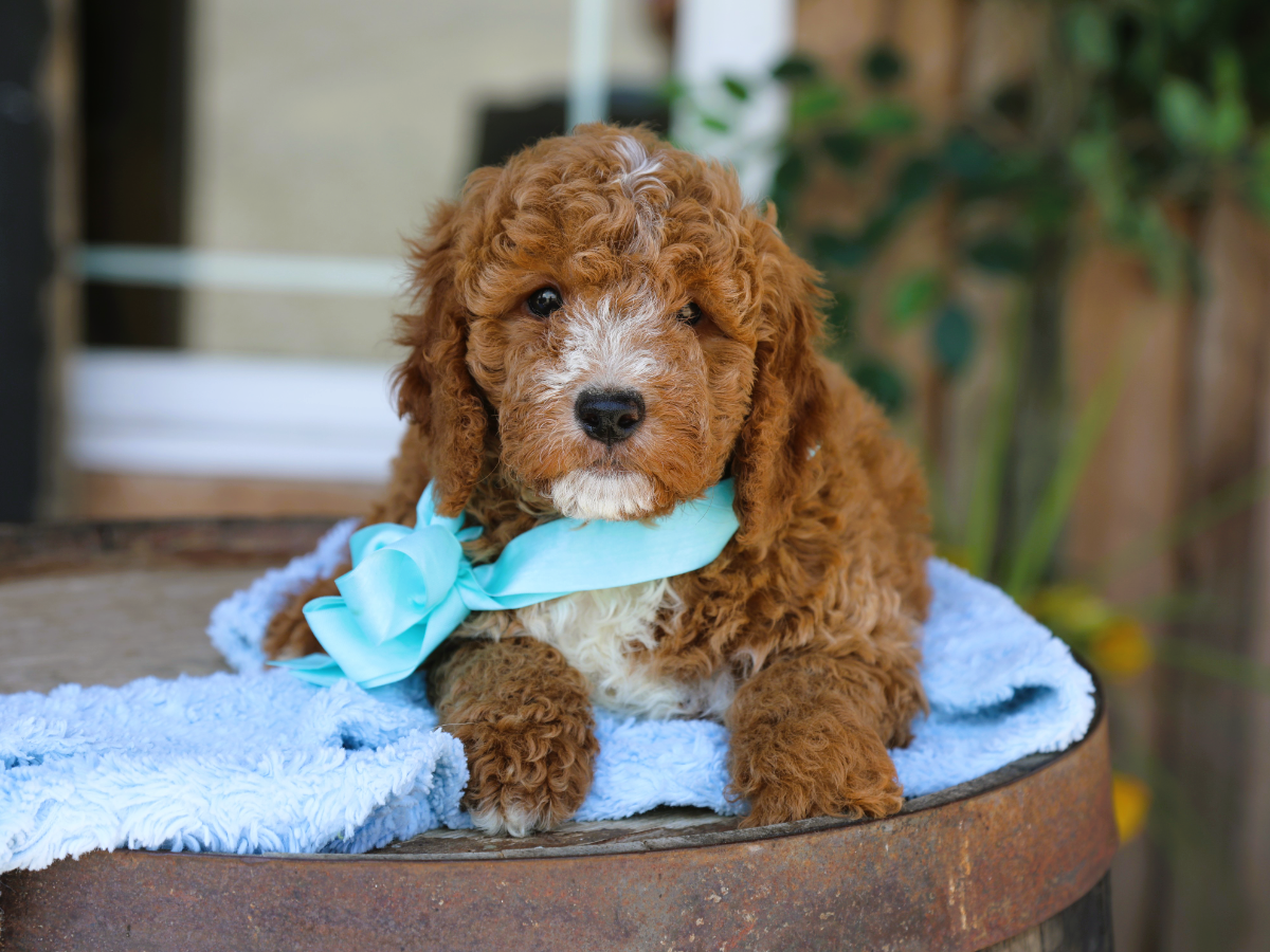 Peyton • click to meet