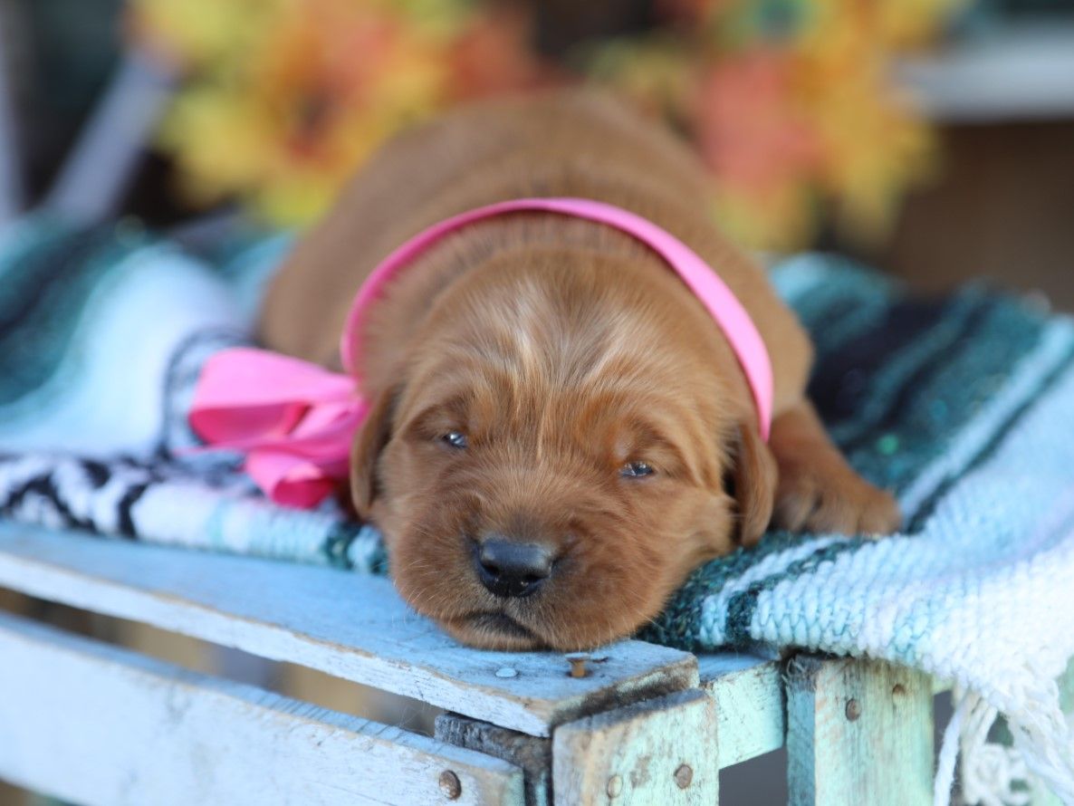goldie (2).JPG
