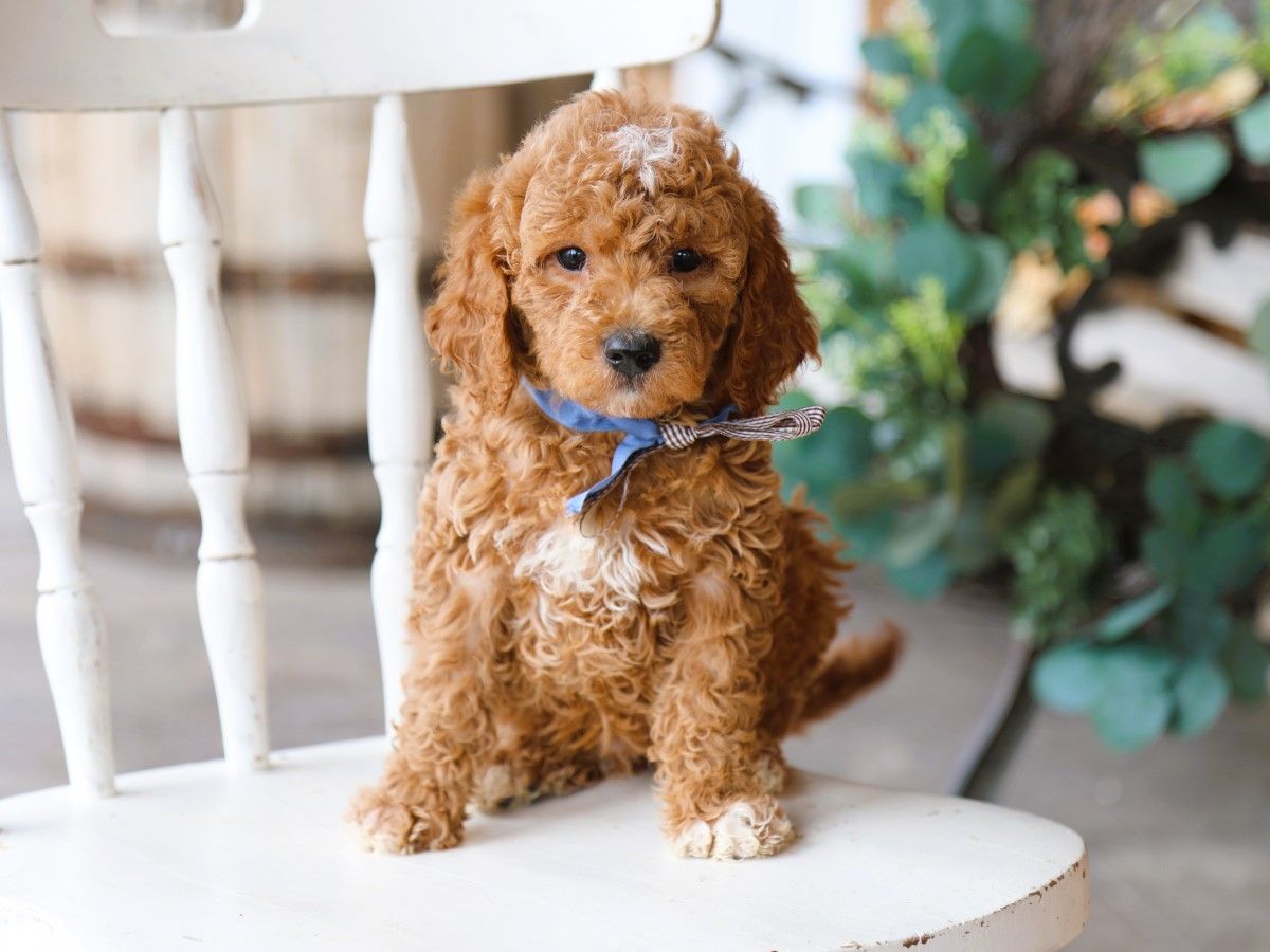 scooby (3).JPG