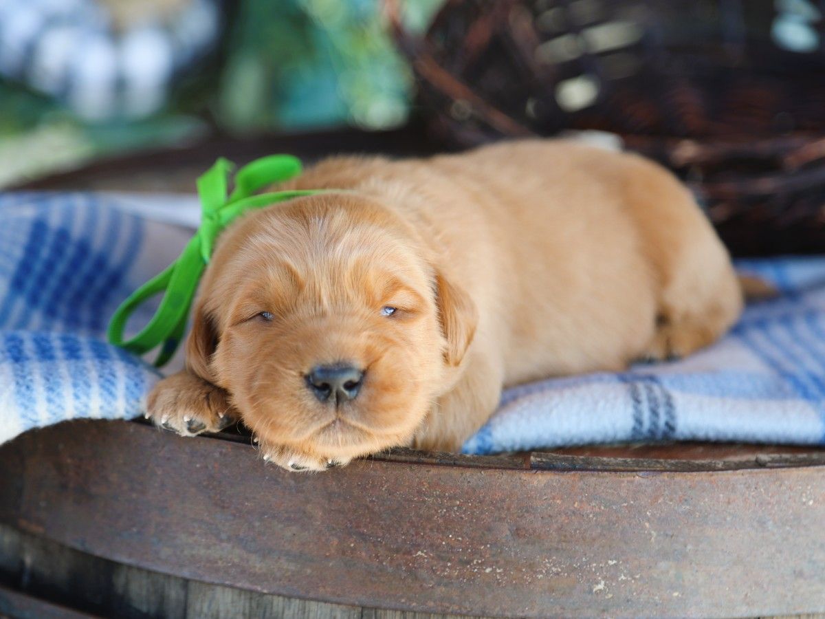  Leo • Click to meet
