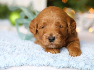 Donner • click to meet