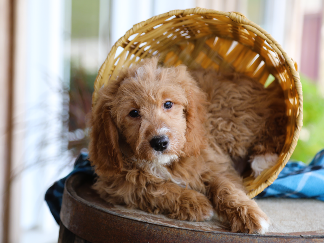 Baxter (2).png