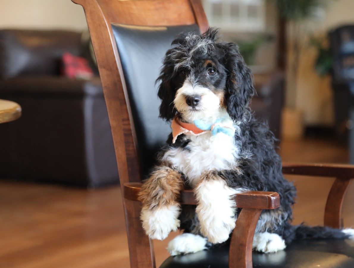  Twila - click to meet