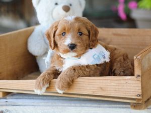  Truffle • click to meet