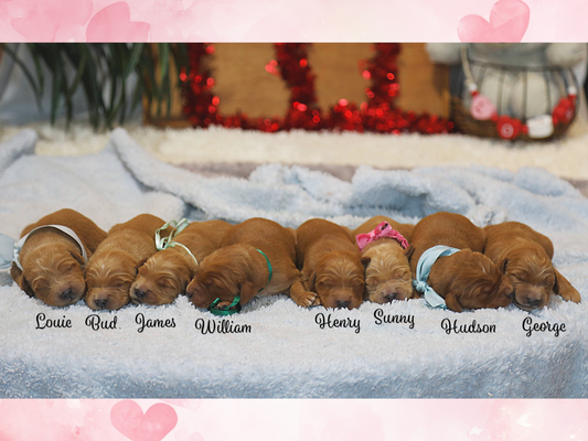 Leona's Babies