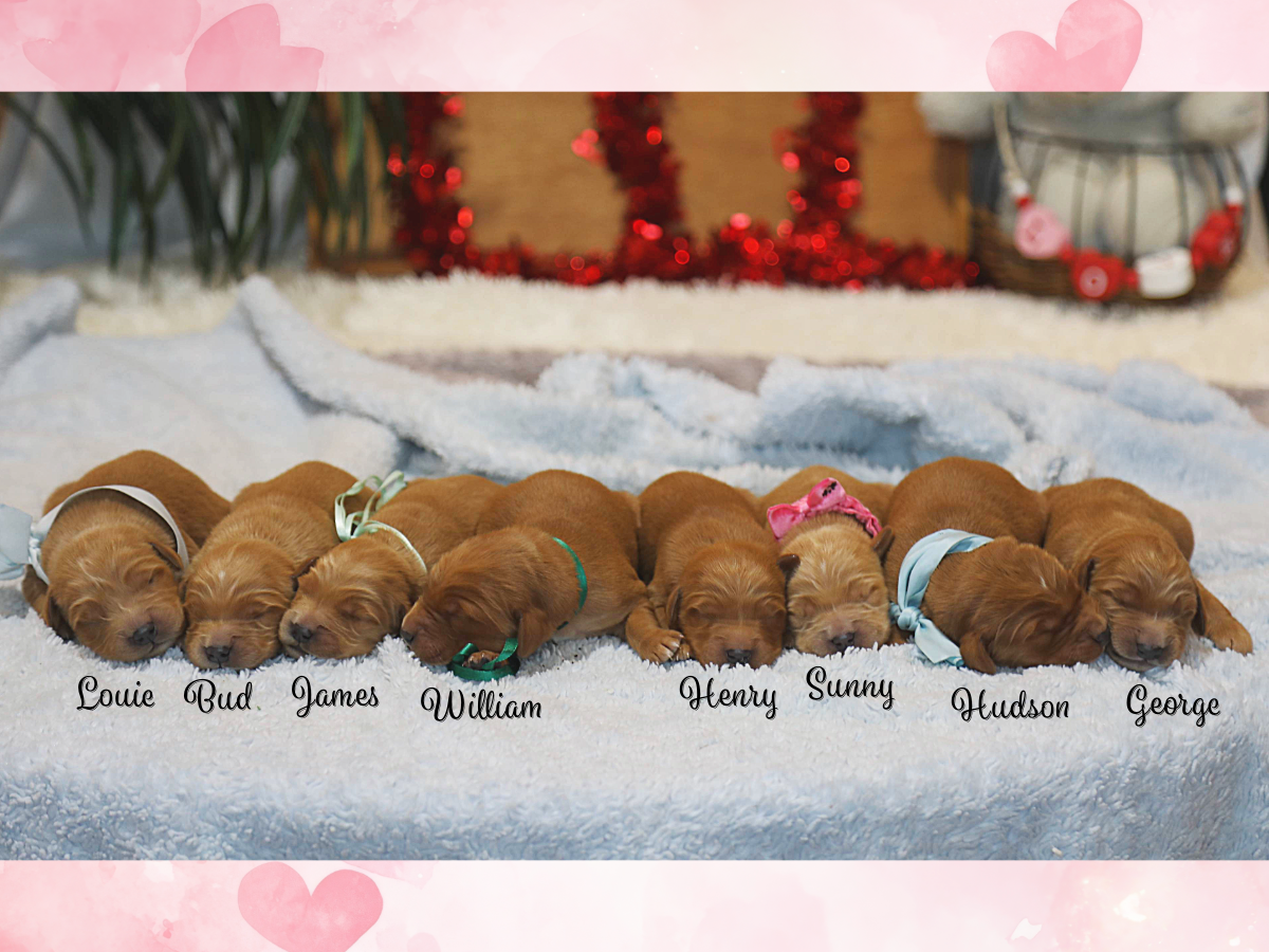 Leona's Babies