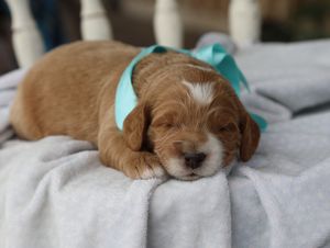 Baxter • click to meet
