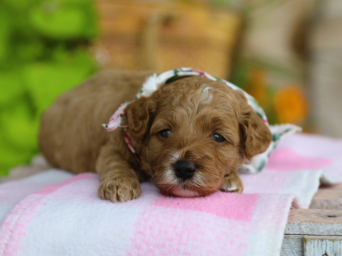 Maisie • click to meet