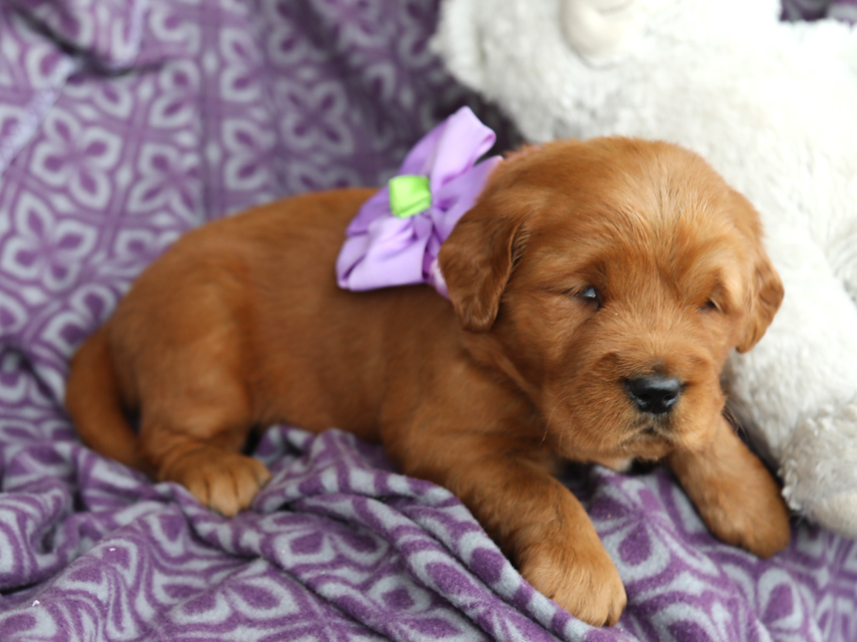 Vivian • click to meet