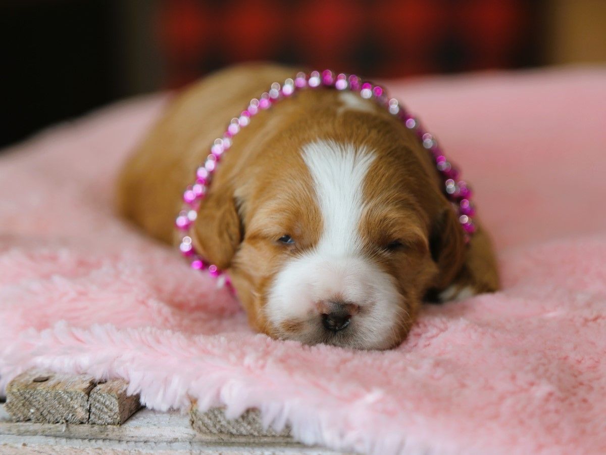 Pearl • click to meet