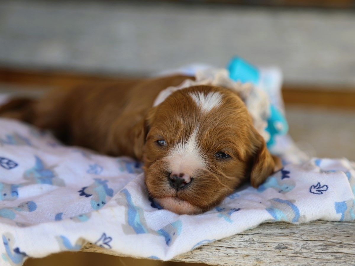 willis (4).JPG