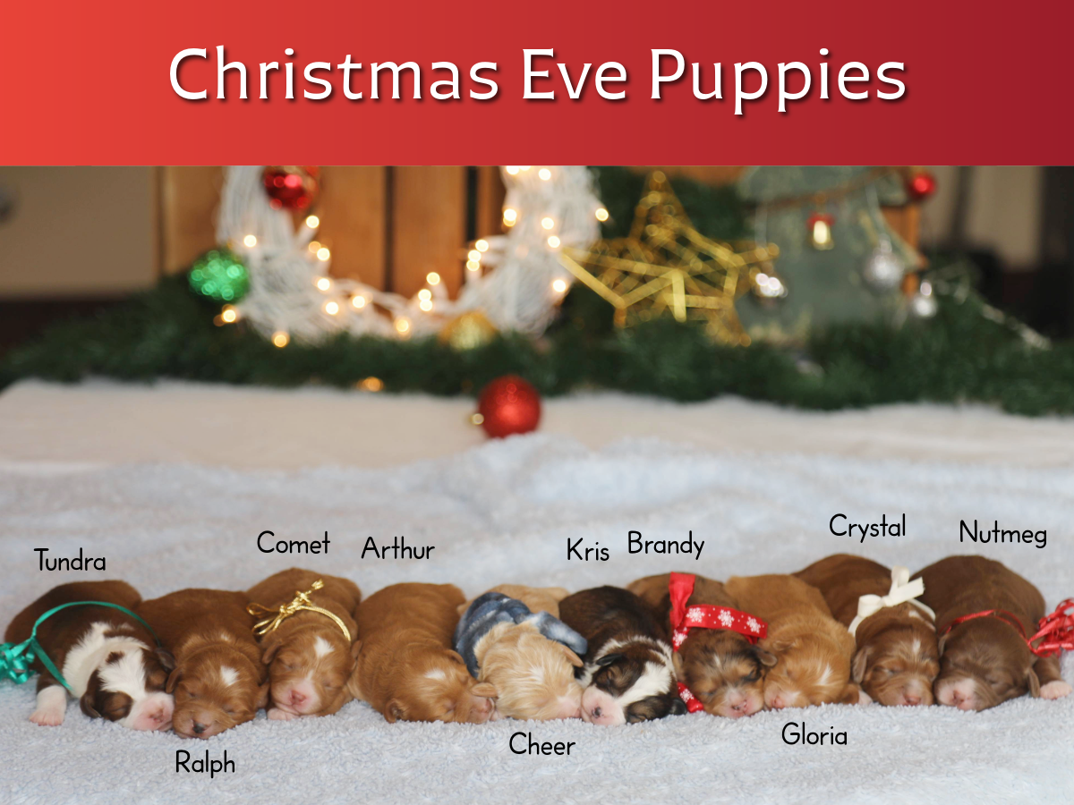 Lexus' Babies • click to meet