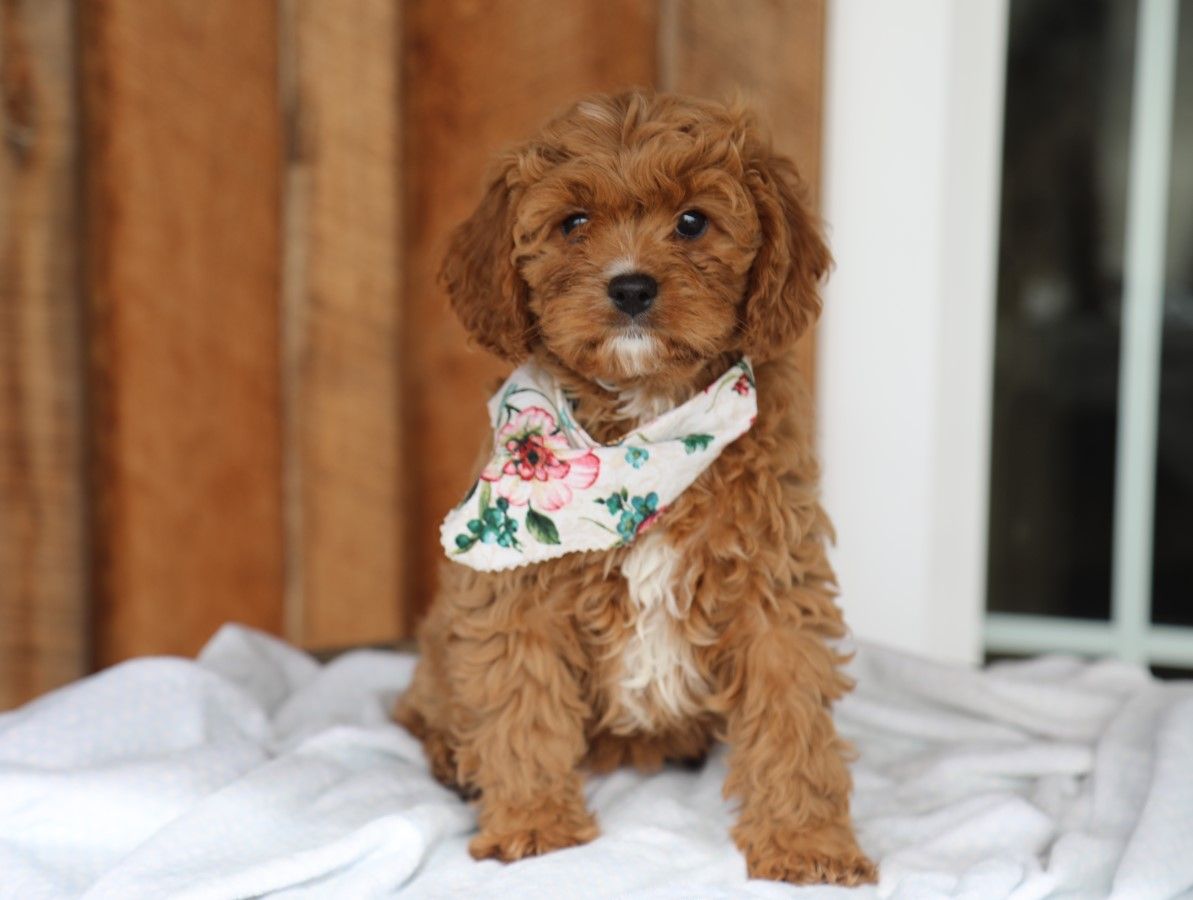 Anya • click to meet