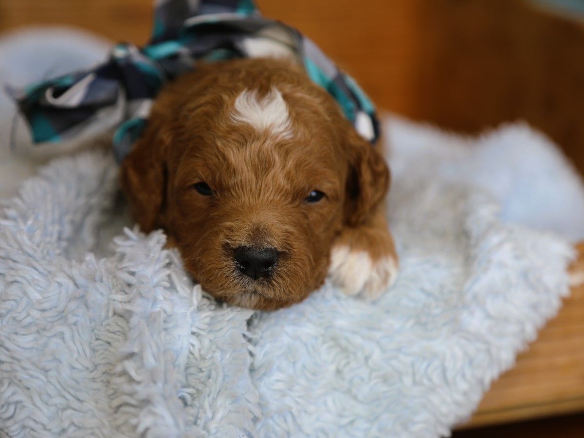 scooby (3).JPG