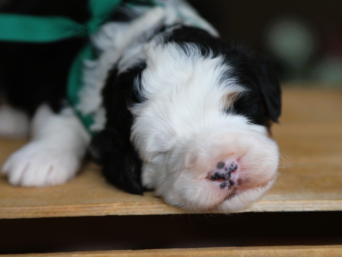 jack (2).JPG
