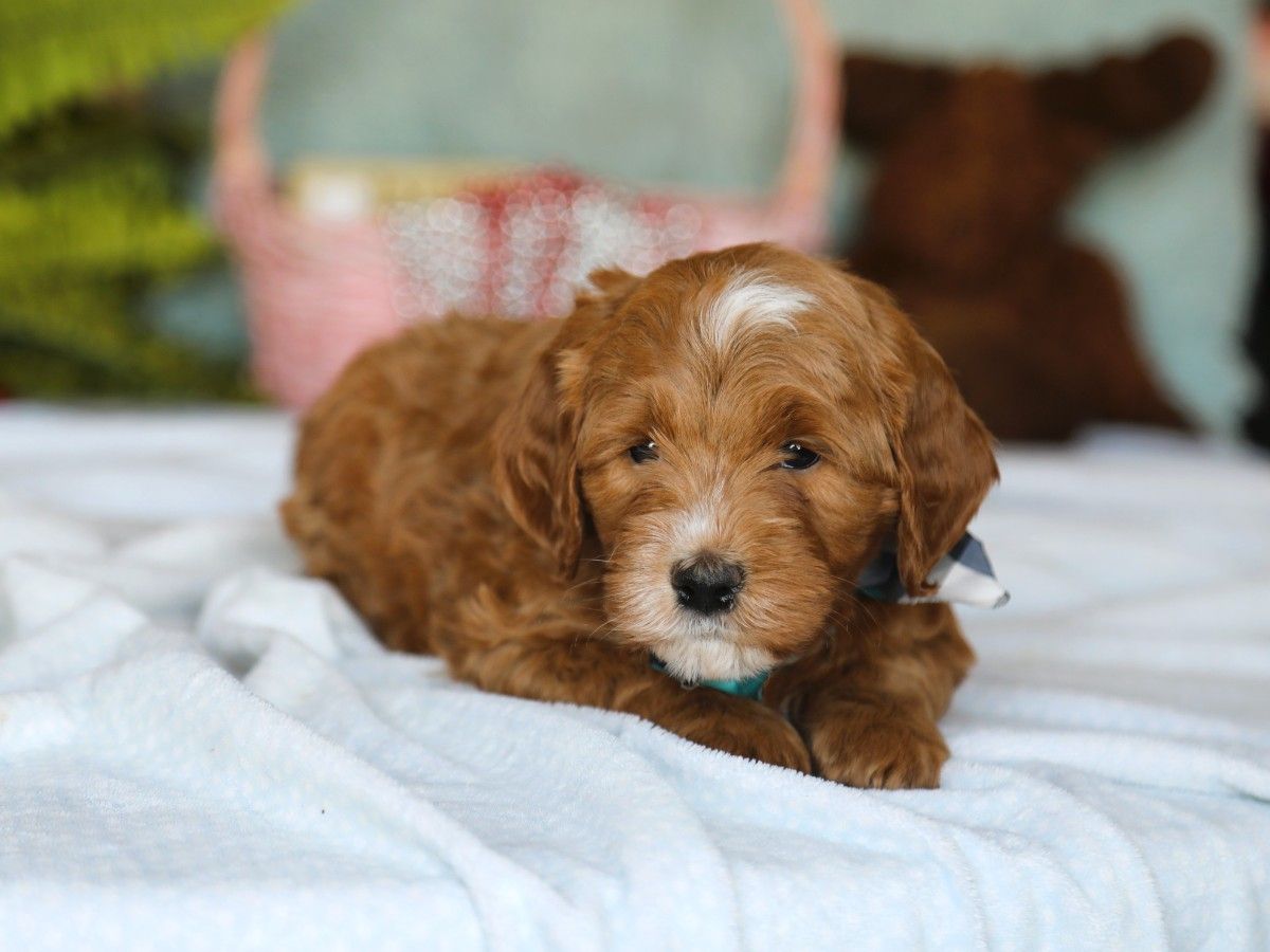 Trusty (1).JPG