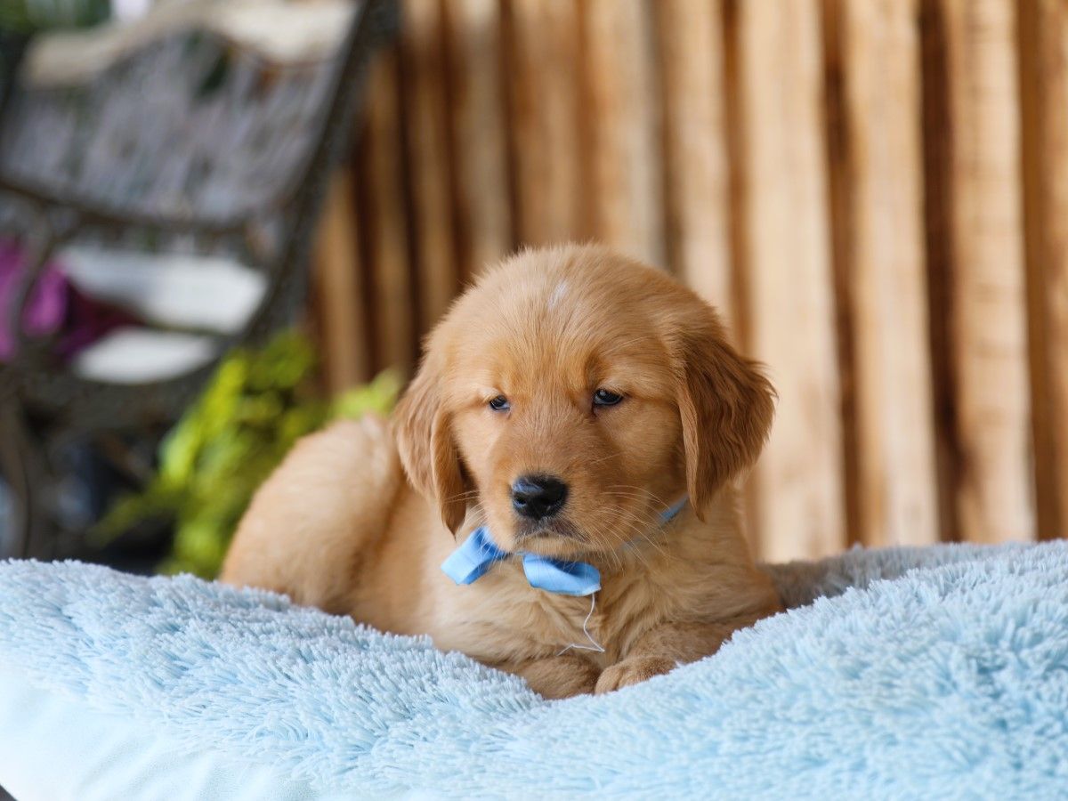 Trixie • Click to meet