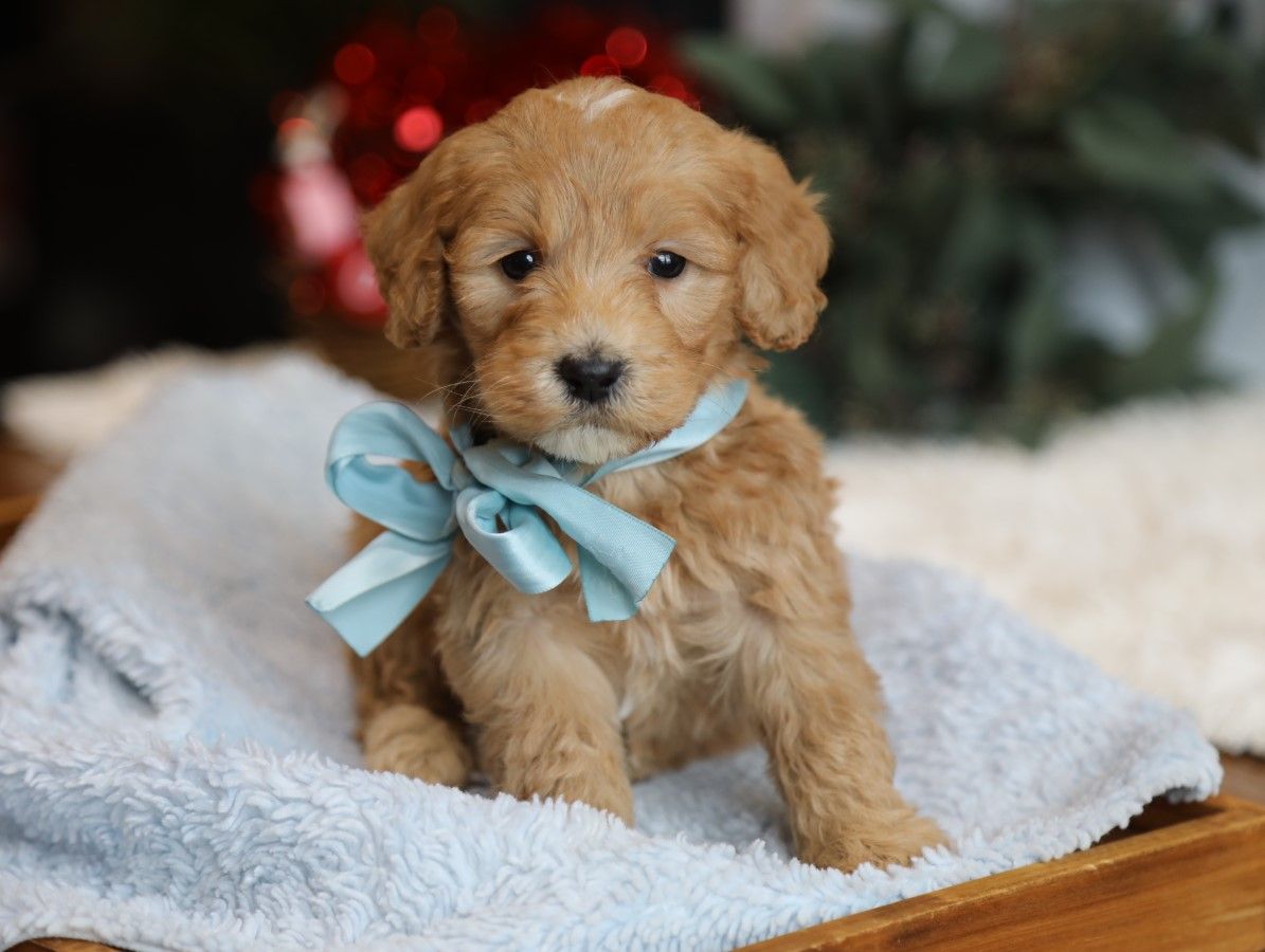  Royal - click to meet