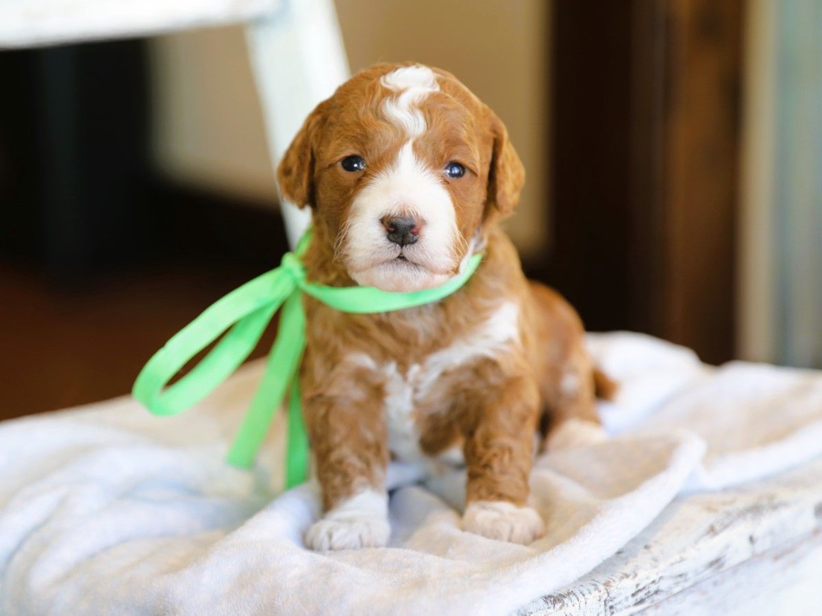 Forest • click to meet