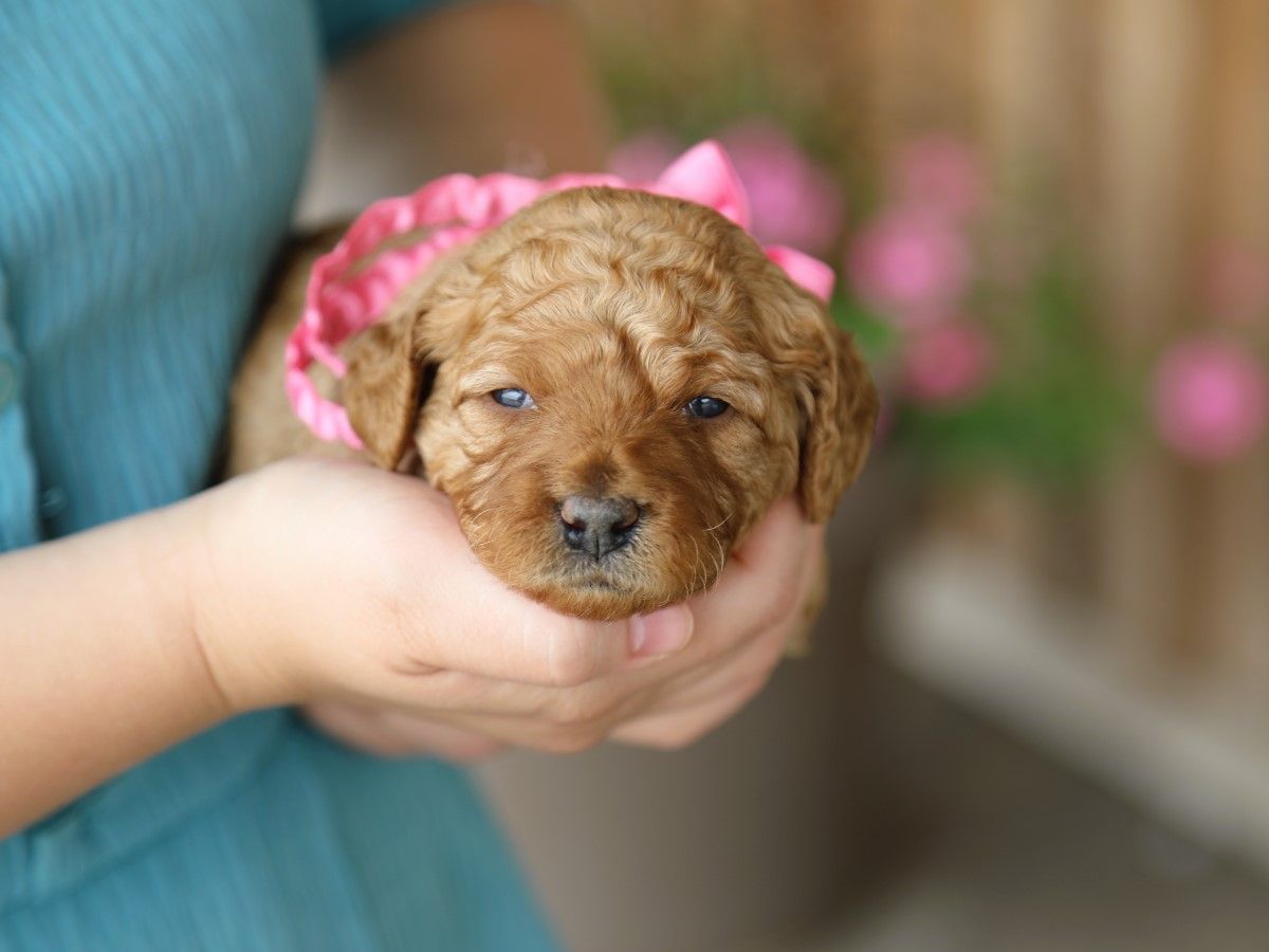 Posie (4).JPG