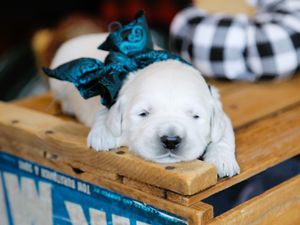 Yeti • Click to meet