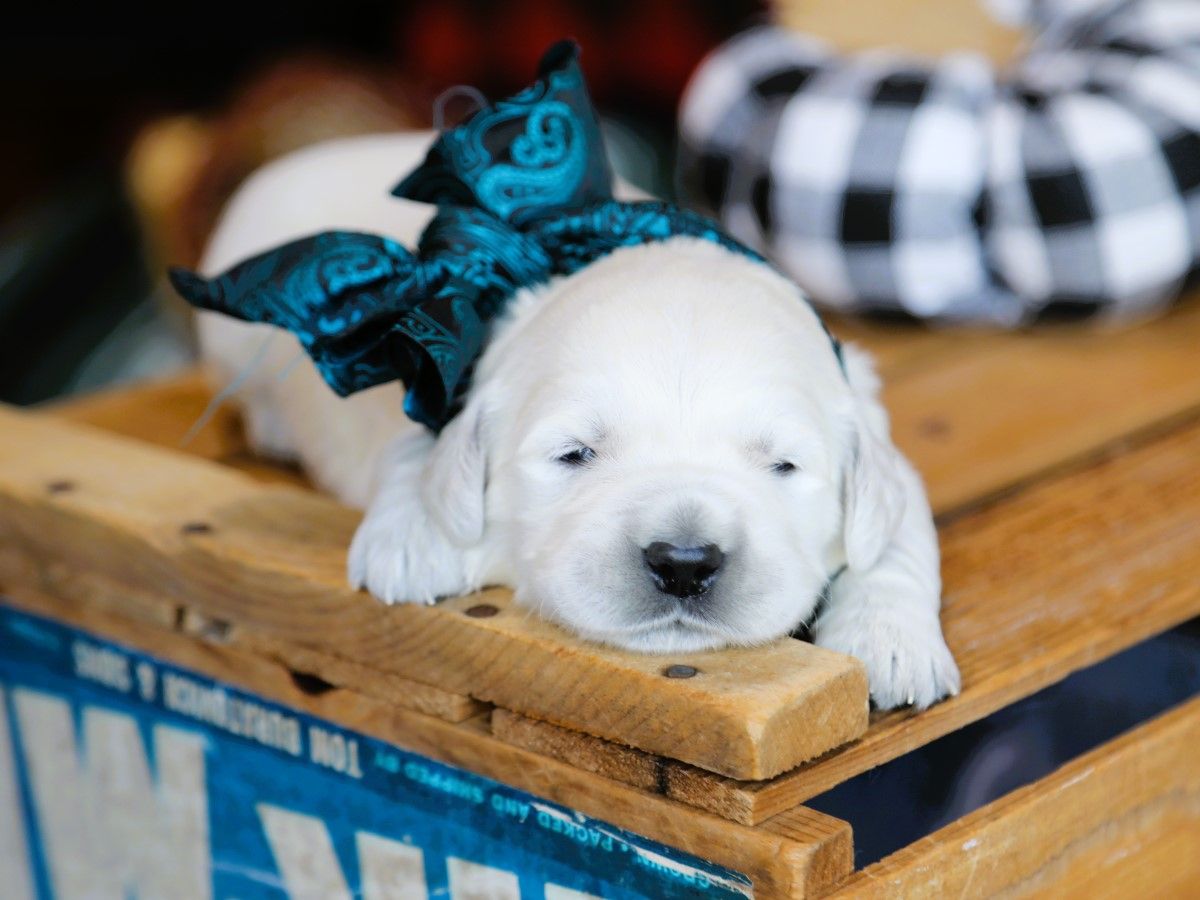 Yeti • Click to meet