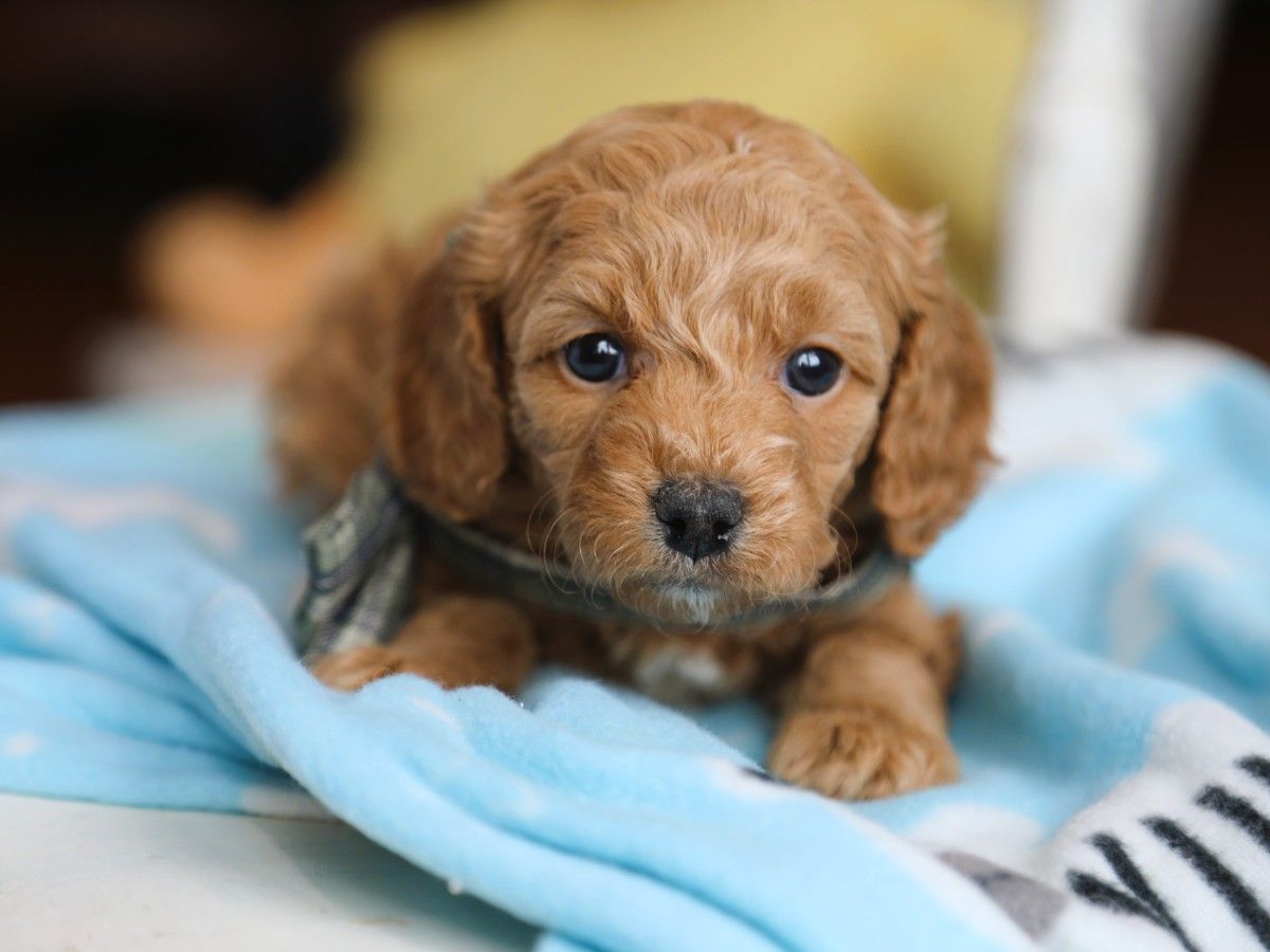 Truffle • click to meet