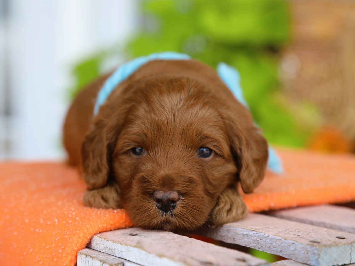 Deacon • click to meet