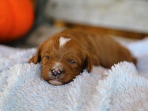 Spencer • click to meet